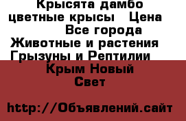 Крысята дамбо цветные крысы › Цена ­ 250 - Все города Животные и растения » Грызуны и Рептилии   . Крым,Новый Свет